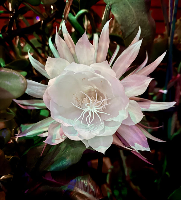 Flora